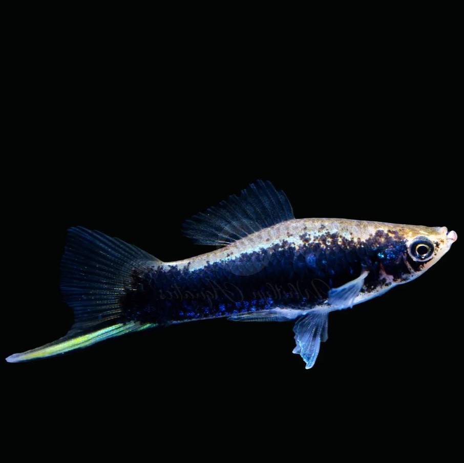 Xiph.helleri   Zwaarddrager zwart ML